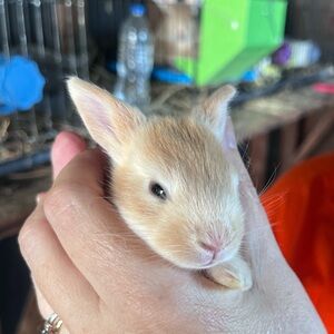 Adorable Tan Baby Bunny for Small Pets